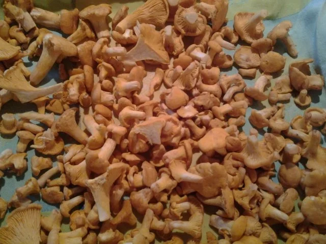 Rezept: Pfifferlinge solo Bild Nr. 2 Pfifferlinge solo - Rezept - Bild Nr. 2