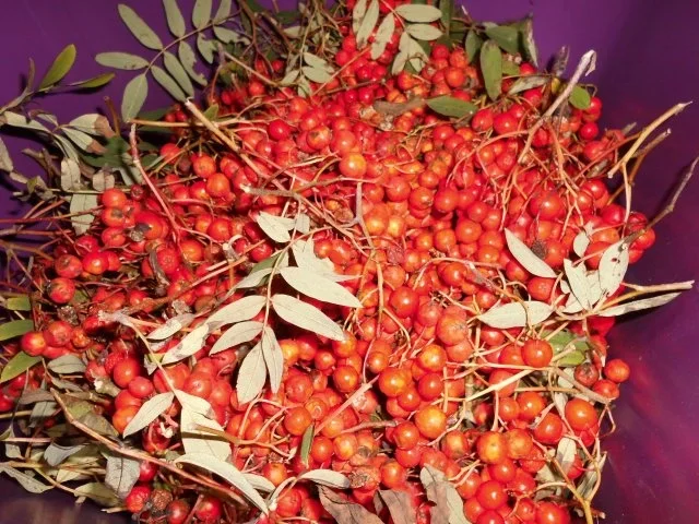 Herrenkonfitüre>> - Rezept - Bild Nr. 2