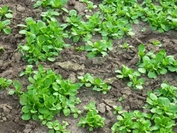 Frischer Salat-Mix aus dem Garten - Rezept - Bild Nr. 2