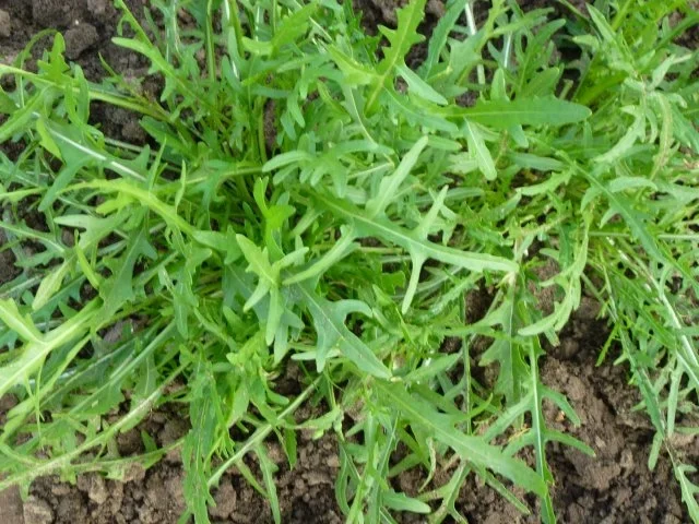 Frischer Salat-Mix aus dem Garten - Rezept - Bild Nr. 3