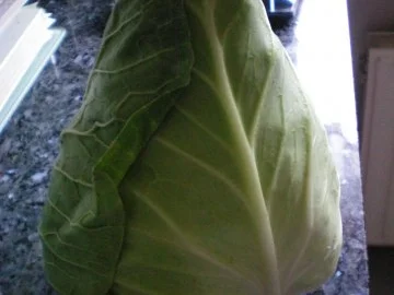 Salat: Krautsalat vom Spitzkohl - Rezept - Bild Nr. 2