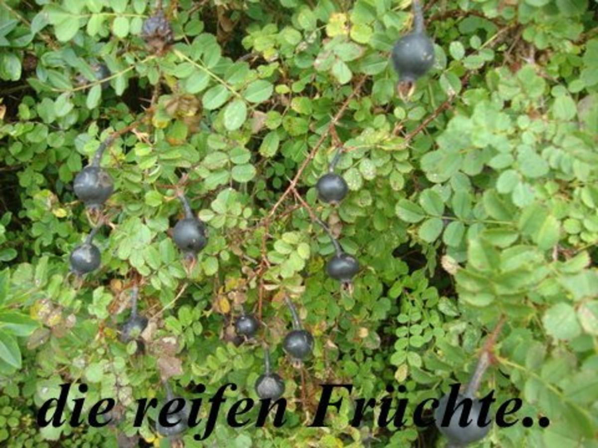 Wintergelee aus Schwarze Hagebutten mit Blutorangen, Zimt,Nelken & Sternanis - Rezept - Bild Nr. 4