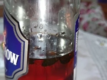 Kaffeelikör.. erster Versuch - Rezept - Bild Nr. 2