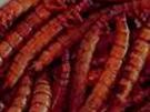 SchwarzkäferLarven - Rezept
