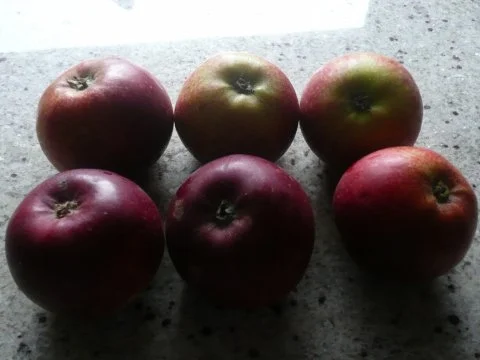 Rezept: Saftige Apfelpfannkuchen Bild Nr. 8 Saftige Apfelpfannkuchen - Rezept - Bild Nr. 8