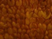 Zwetschgenkuchen vom Blech - Rezept