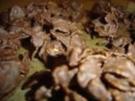 Choco Crossies - Rezept