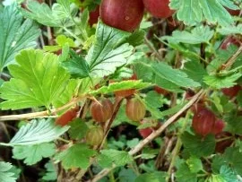 Rezept: Stachelbeerkuchen mit Baiserhaube Bild Nr. 2 Stachelbeerkuchen mit Baiserhaube - Rezept - Bild Nr. 2