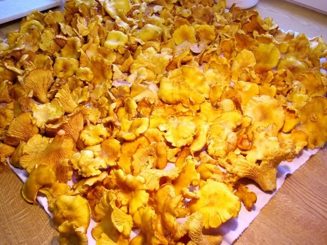 Rezept: Pfifferlinge mit Pellkartoffeln Bild Nr. 2 Pfifferlinge mit Pellkartoffeln - Rezept - Bild Nr. 2