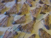 vegane Nussecken - Rezept