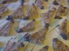 vegane Nussecken - Rezept