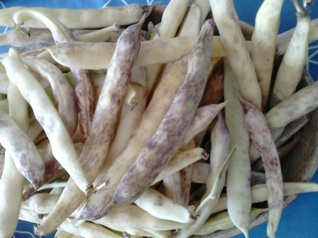 Bretonische coco de Paimpol AOC - Rezept - Bild Nr. 2