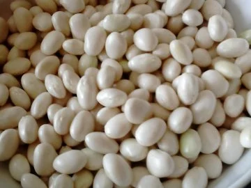 Bretonische coco de Paimpol AOC - Rezept - Bild Nr. 3