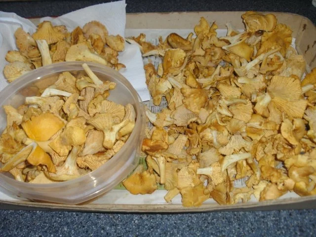 Pfifferlingssuppe - Rezept - Bild Nr. 2