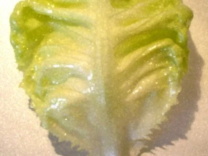 Chinesischer Kopfsalat - Rezept - Bild Nr. 5