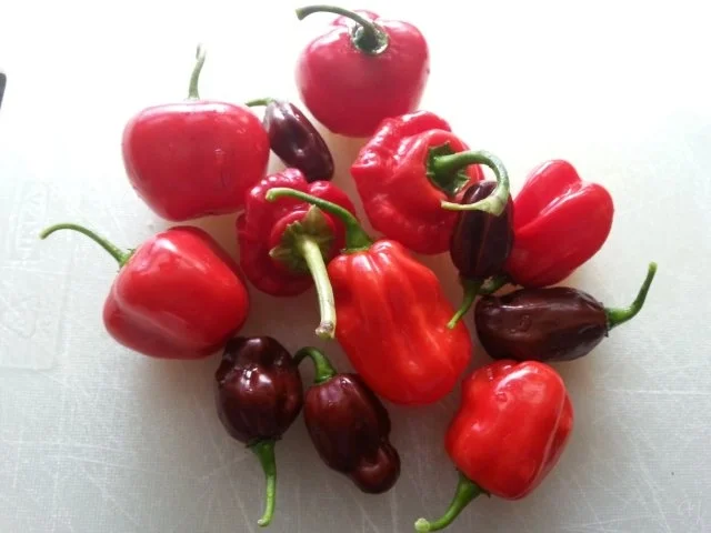 Rezept: scharfes Chili Schmalz scharfes Chili Schmalz - Rezept