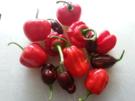 scharfes Chili Schmalz - Rezept