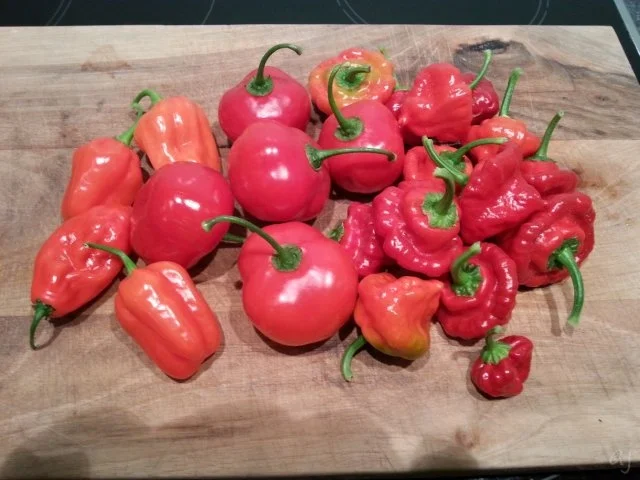 Chili Würzpaste - Rezept