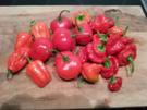 Chili Würzpaste - Rezept