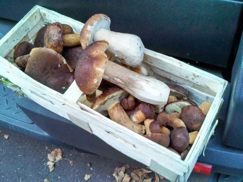 Omelett mit frischen Steinpilzen - Rezept - Bild Nr. 2