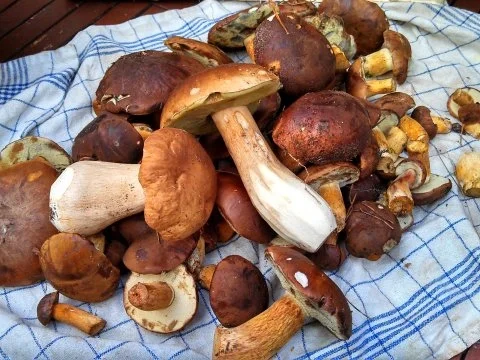 Omelett mit frischen Steinpilzen - Rezept - Bild Nr. 3