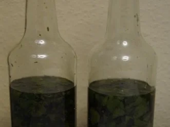 Pfefferminzlikör selbst gemacht - Rezept - Bild Nr. 7