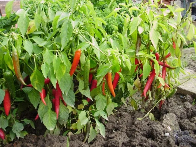 eingelegte Peperoni - Rezept - Bild Nr. 2