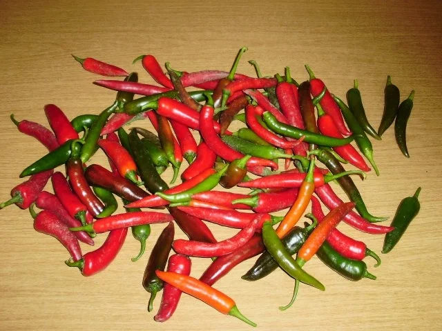 eingelegte Peperoni - Rezept - Bild Nr. 3