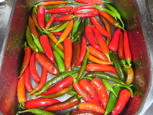 eingelegte Peperoni - Rezept - Bild Nr. 4