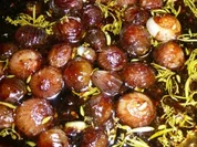 Antipasti:Biggis superleckere Balsamicozwiebeln - Rezept