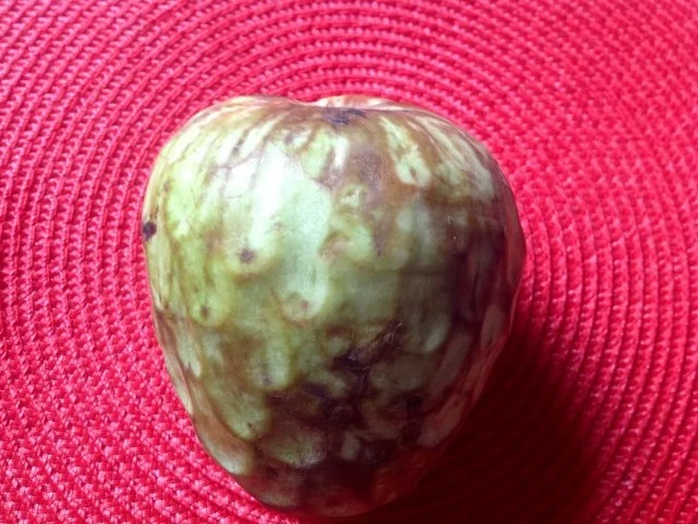 Tomaten-Gurken-Salat mit Mozzarella und Cherimoya-Dressing - Rezept - Bild Nr. 6