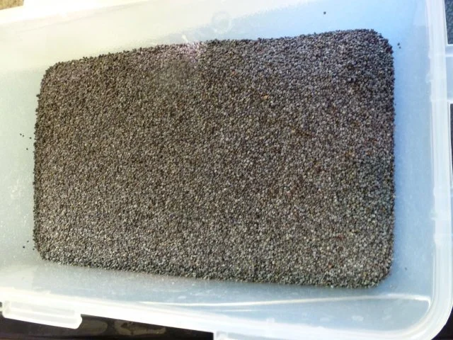 Rezept: Mohnbrötchen Bild Nr. 6 Mohnbrötchen - Rezept - Bild Nr. 6