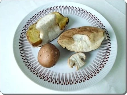 Rezept: Edle Steinpilze mit oder ohne Ei Bild Nr. 4 Edle Steinpilze mit oder ohne Ei - Rezept - Bild Nr. 4