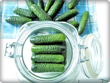 Salz-Dill Gurken nach Art des Hauses - Rezept - Bild Nr. 11