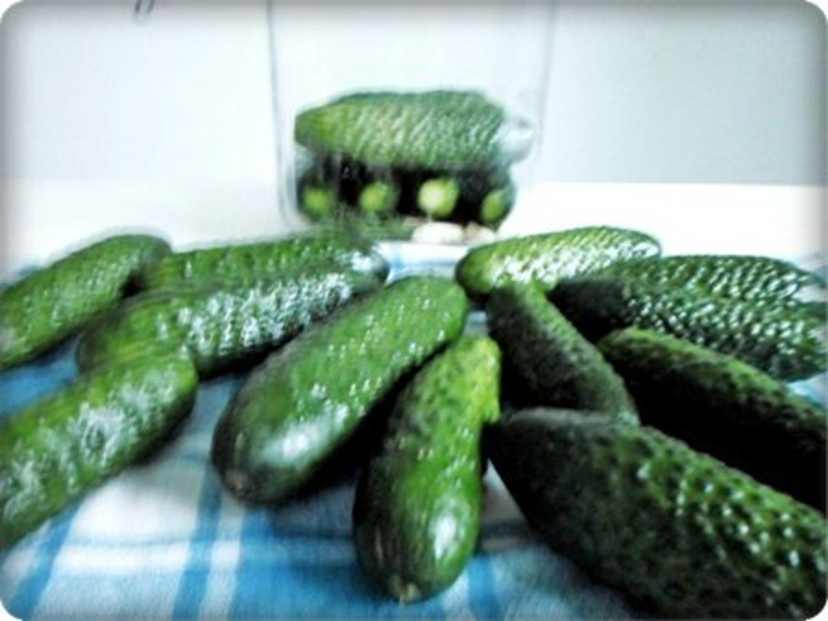 Salz-Dill Gurken nach Art des Hauses - Rezept - Bild Nr. 12