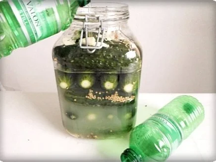 Salz-Dill Gurken nach Art des Hauses - Rezept - Bild Nr. 15