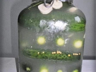 Salz-Dill Gurken nach Art des Hauses - Rezept - Bild Nr. 16