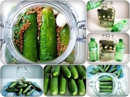 Salz-Dill Gurken nach Art des Hauses - Rezept - Bild Nr. 17