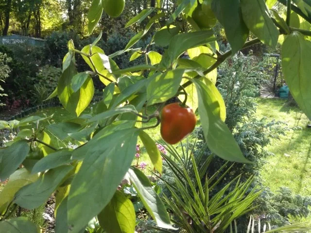 Rezept: Thai Fried Rice mit Schwein Bild Nr. 10 Thai Fried Rice mit Schwein - Rezept - Bild Nr. 10