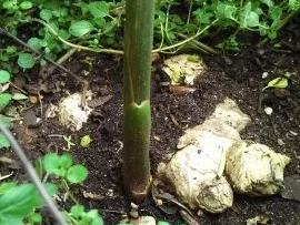 Rezept: American Pie " Der Klassiker " Bild Nr. 10 American Pie " Der Klassiker " - Rezept - Bild Nr. 10