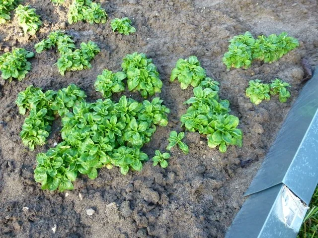 Rezept: Hamburger nach meiner Art Bild Nr. 13 Hamburger nach meiner Art - Rezept - Bild Nr. 13