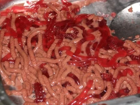 Regenwürmer - Rezept