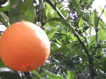 Rezept: Tee mit Orangenlikör Tee mit Orangenlikör - Rezept