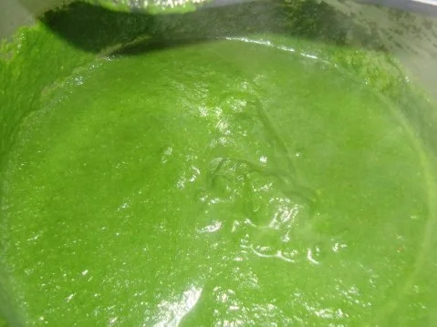 Rezept: SPINAT SPINAT - Rezept