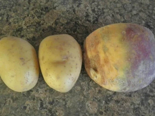 Zanderfilet auf Steckrüben - Kartoffel - Rösti ... - Rezept - Bild Nr. 9