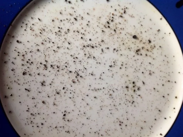 Rezept: Rote Bete Carpaccio Bild Nr. 7 Rote Bete Carpaccio - Rezept - Bild Nr. 7