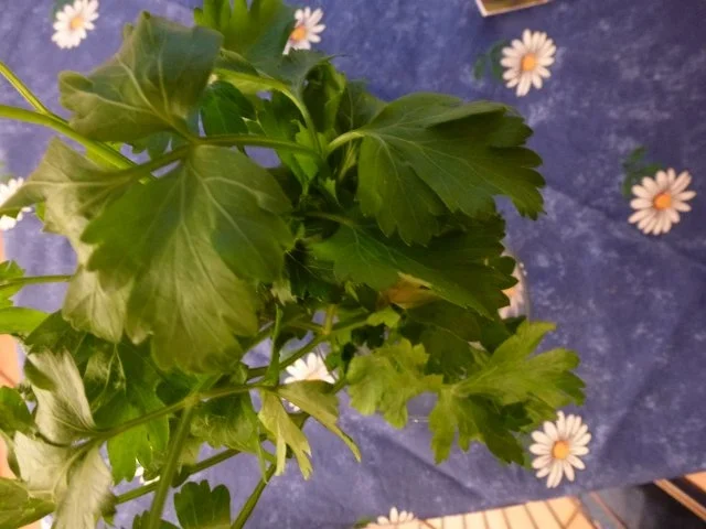 Glasierte Mini-Möhrchen - Rezept - Bild Nr. 3