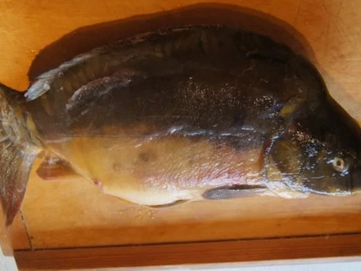 Rezept: Karpfen Bild Nr. 2 Karpfen - Rezept - Bild Nr. 2