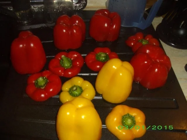 Gefüllte Paprika - Rezept - Bild Nr. 2