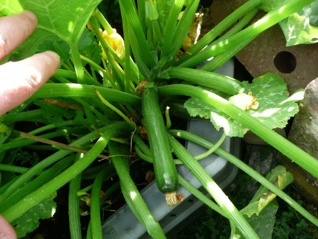 Rezept: Pilavlik Reis mit Gemüse und Hähnchenbrust. Bild Nr. 2 Pilavlik Reis mit Gemüse und Hähnchenbrust. - Rezept - Bild Nr. 2